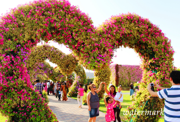 7 ноября в Дубае вновь отворился цветочный парк Dubai Miracle Garden