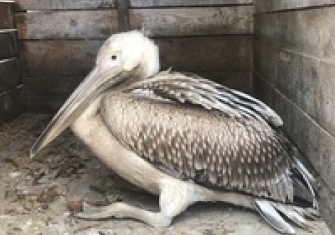 В Крыму избавили птенца розового пеликана [фото]