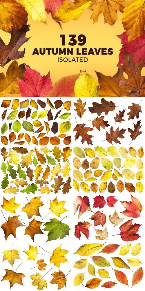 139 Isolated Autumn Leaves
