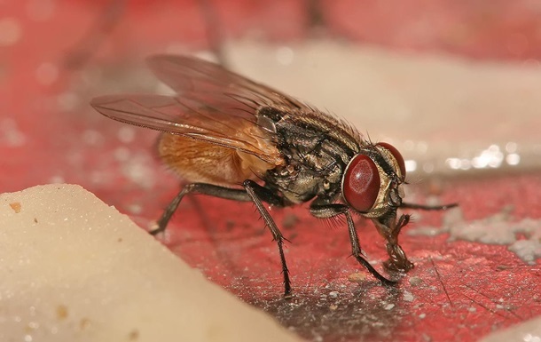 Ученые объяснили, чем опасны для человека мухи