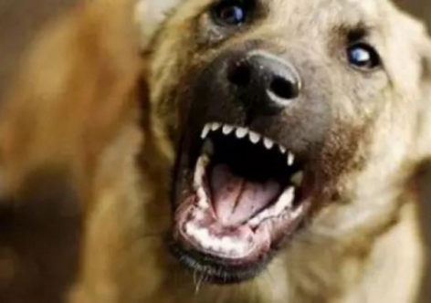 В Крыму 35-летний мужчина погиб опосля нападения своры бездомных собак