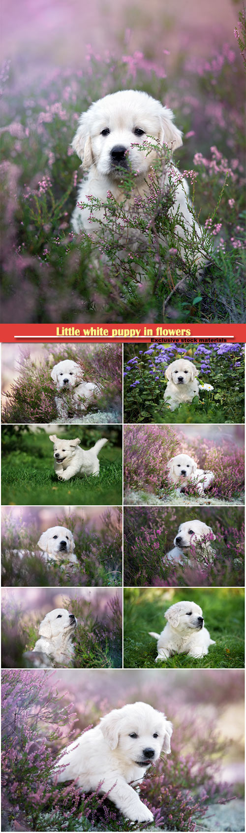 Little white puppy in flowers